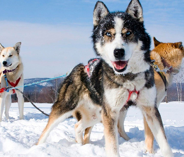 About-Whistler-trineo-con-perros